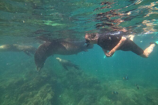 Espiritu Santo Island and sea lions - Price and value: does $131.42 make sense?
