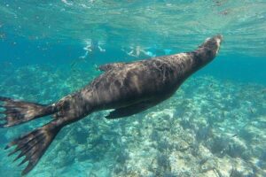 Espiritu Santo Island Day Tour - From La Paz Pickup to Time on the Water