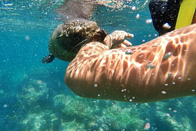 Espiritu Santo Island Day Tour - Stop 2: The Sea Lion Snorkel Segment (Shorter Than You Might Hope)