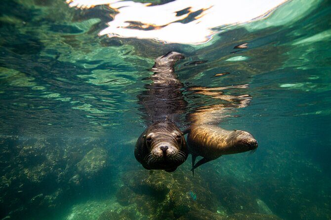 Espíritu Santo Island snorkel and sightseeing tour on Small Group - Snorkeling on calm water, with sea lions on the menu
