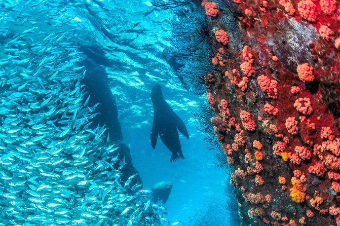 Espiritu Santo Island Snorkel & Sea Lion Adventure - What the Guide Adds: Local Science, Wildlife Sense, and Bilingual Support