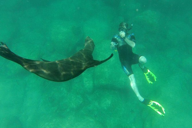 Espiritu Santo Island Snorkel & Sea Lion Adventure - Cold Water Reality Check: What Winter Means for Your Body