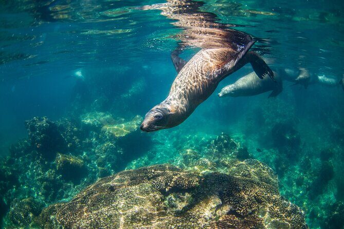 Espiritu Santo Island Snorkel & Sea Lion Adventure - Getting There at Marina Asipona: Don’t Lose Time at Check-In