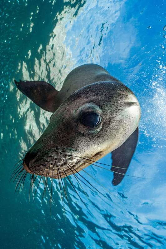 Espiritu Santo Island: Snorkeling Sea Lion Adventure - The Boat Back to La Paz: One Last Wildlife Scan