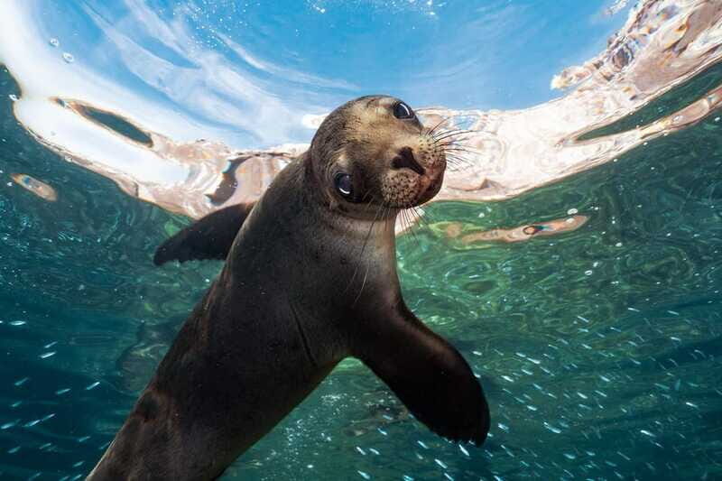 Espiritu Santo Island: Snorkeling Sea Lion Adventure - What’s Included (and What Costs Extra)