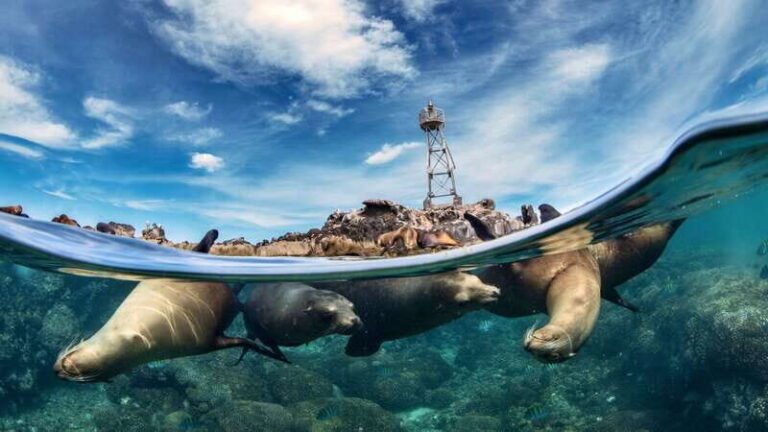 Espiritu Santo Island: Snorkeling Sea Lion Adventure - Los Islotes Sea Lion Swim: The Main Event (and the Season Catch)