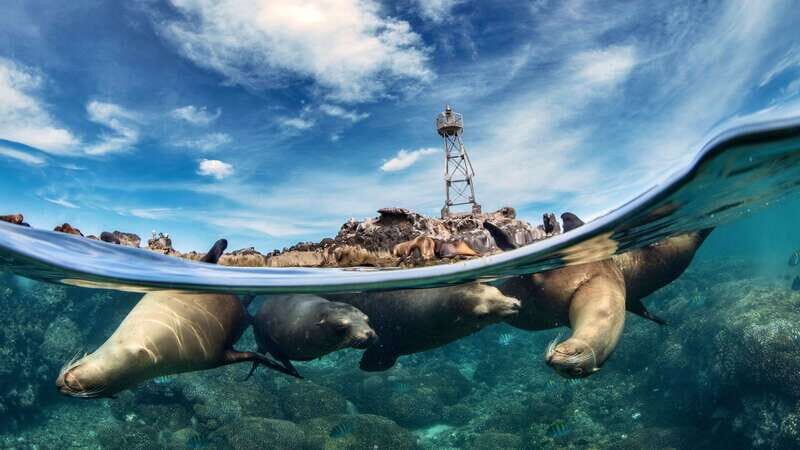 Espiritu Santo Island: Snorkeling Sea Lion Adventure - Los Islotes Sea Lion Swim: The Main Event (and the Season Catch)