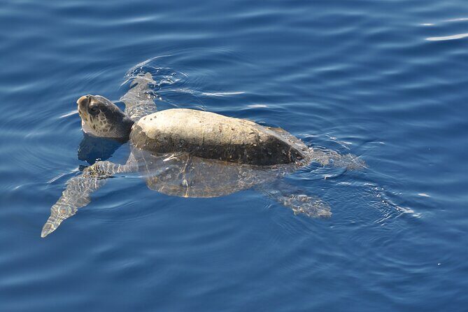 Espiritu Santo Island Tour - Stop 4: Balandra Beach Photos, Swimming, and Snorkel Time