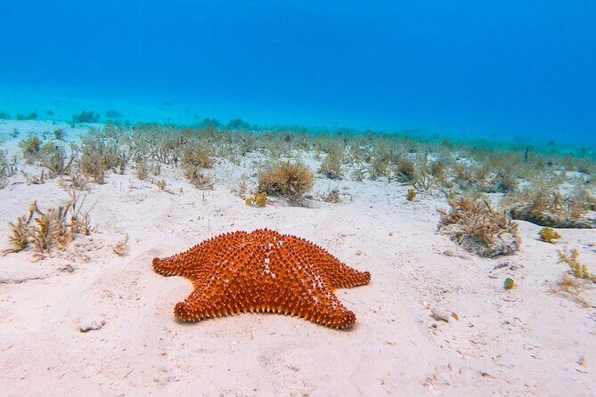 Exclusive Private Boat to El Cielo - Parque Nacional Arrecifes de Cozumel: The big reef barrier stretch