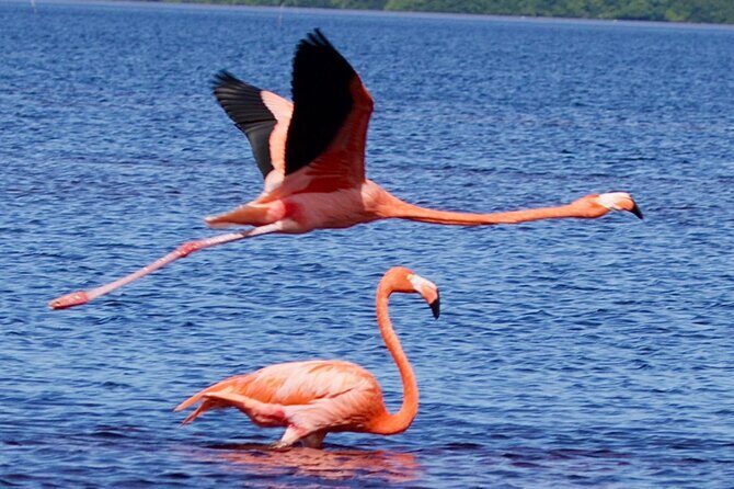 Excursion to Celestun Biosphere and Beach Day from Merida - Key points before you go