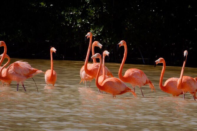 Excursion to Celestun Biosphere and Beach Day from Merida - The 9:00 start and the logistics that matter