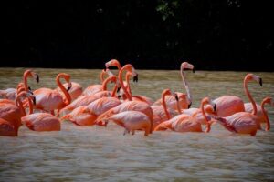 Excursion to Celestun Biosphere and Beach Day from Merida - Ría Celestún Biosphere: boat tour, mangrove tunnel, and bird spotting