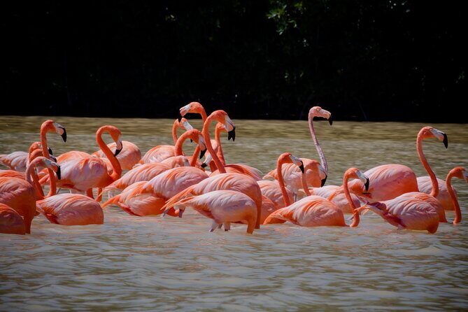 Excursion to Celestun Biosphere and Beach Day from Merida - Ría Celestún Biosphere: boat tour, mangrove tunnel, and bird spotting