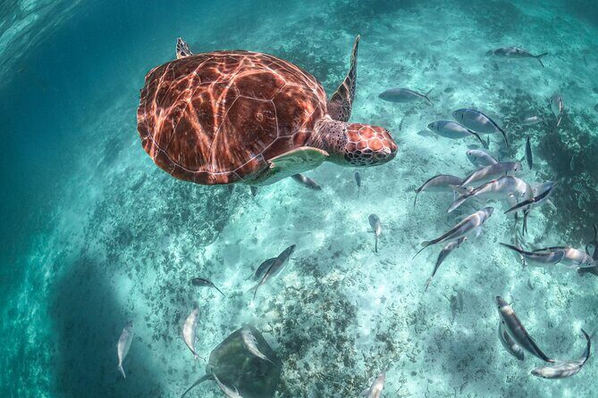 Exotik half a day tour: Cenote Cave and Swimming with Sea Turtles - Price and What’s Actually Included (and Not Included)