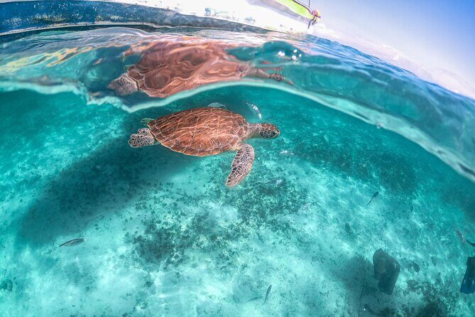 Exotik half a day tour: Cenote Cave and Swimming with Sea Turtles - What to Bring: The Stuff That Makes the Day Easier