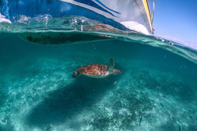 Exotik half a day tour: Cenote Cave and Swimming with Sea Turtles - Akumal Beach Sea Turtle Snorkeling: What to Expect Underwater