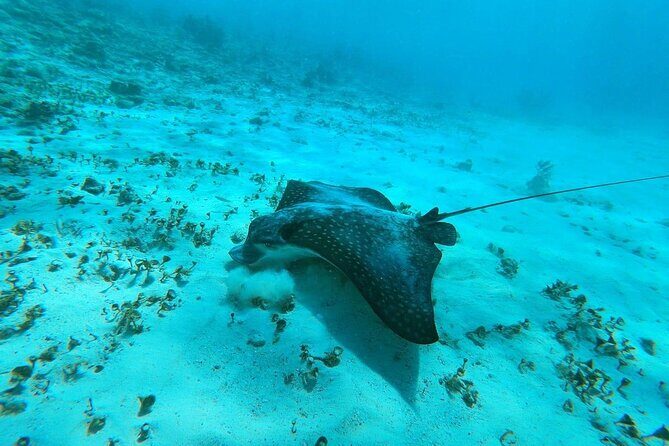 Experience Guided Snorkeling in Costa Maya - Key Things You’ll Notice On This Costa Maya Snorkel