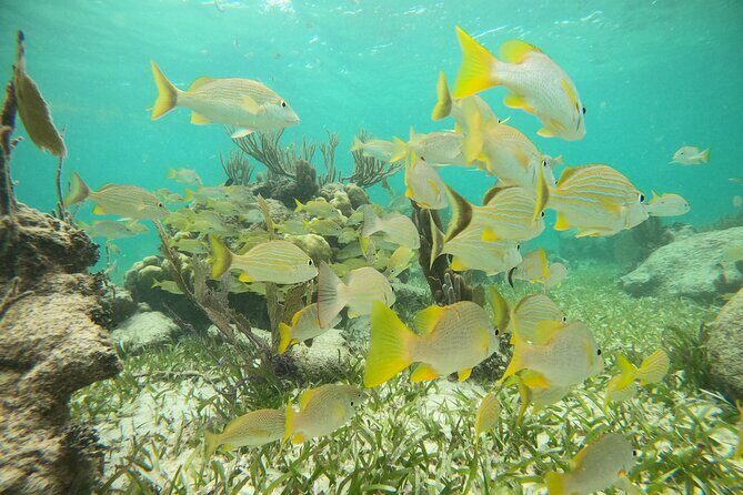 Experience Guided Snorkeling in Costa Maya - What You Actually Get for $30: Value That’s Hard to Beat