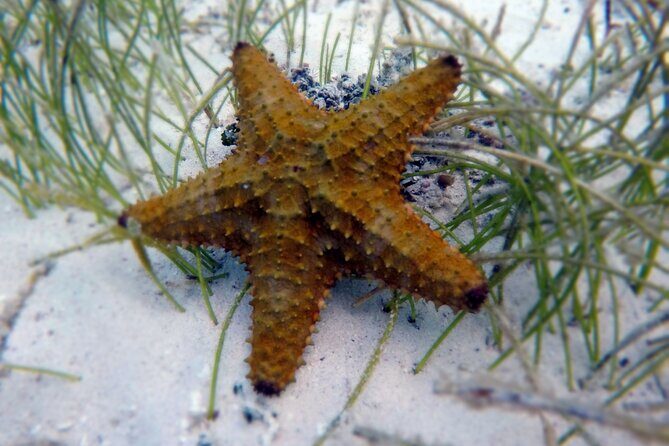 Experience Guided Snorkeling in Costa Maya - Getting There Without Stress: Meeting Point, Taxi Notes, and Timing