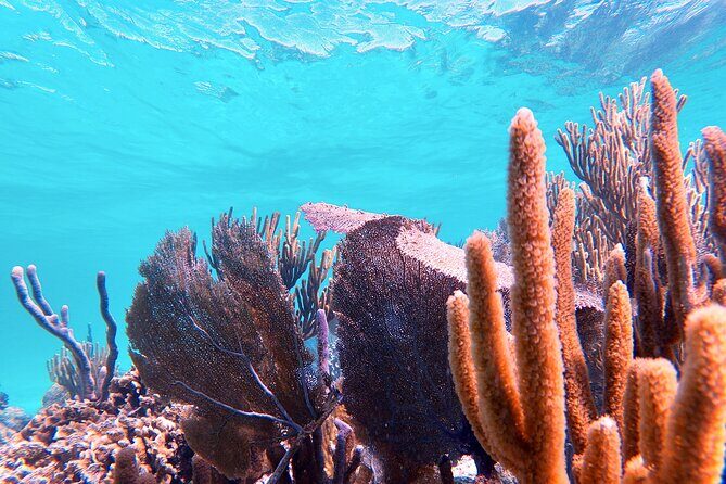 Experience Guided Snorkeling in Costa Maya - In the Water: What It Feels Like for First-Timers and Families