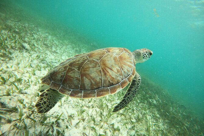 Experience Guided Snorkeling in Costa Maya - Your 1.5-Hour Plan: From Meeting Stand to Reef Time