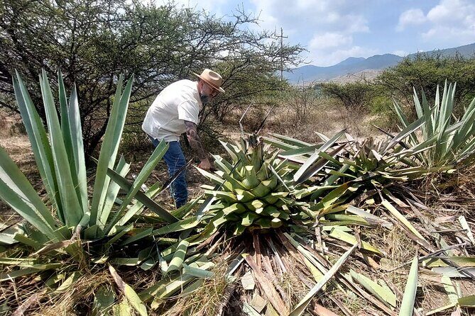 Experience the Mezcal Tour in Oaxaca - Key Takeaways Before You Go