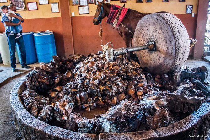 Experience the Mezcal Tour in Oaxaca - Stop 2 in Santiago Matatlán: Family Palenque, Rare Varietals, and Real Tasting