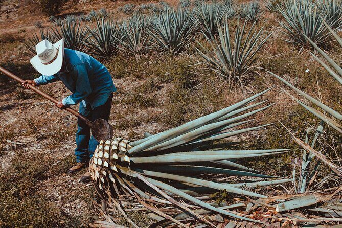 Experience the Mezcal Tour in Oaxaca - The Biggest Wins (and One Trade-Off) for Most People