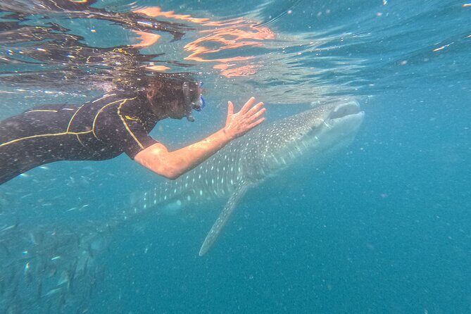Experiences with whale sharks in La Paz - Key things to know before you go