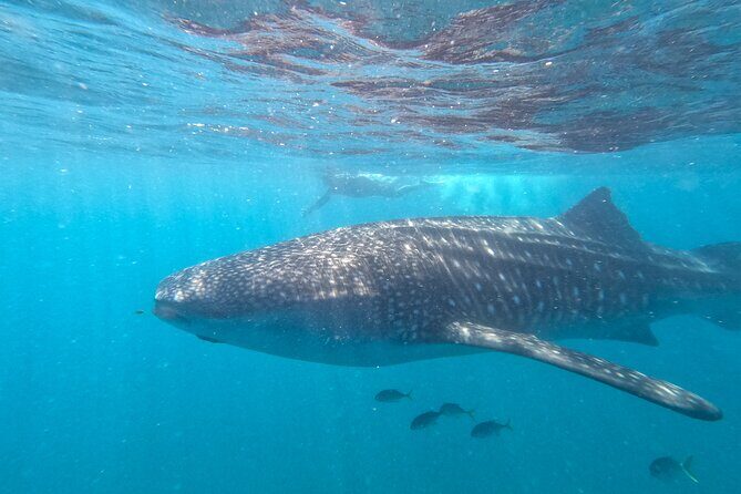 Experiences with whale sharks in La Paz - Where to meet and how the midday timing works