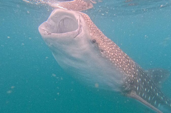Experiences with whale sharks in La Paz - Guides, captains, and pace: how to get the best whale shark moment