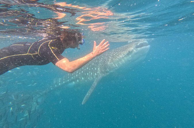 Experiences with whale sharks in La Paz - The whale shark encounter: what affects sightings and visibility
