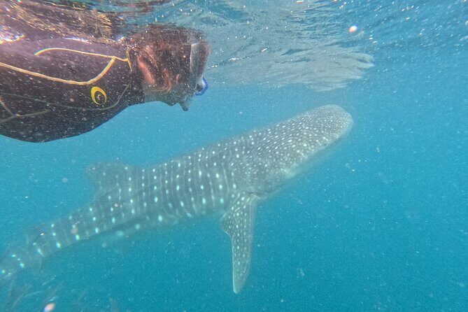 Experiences with whale sharks in La Paz - Snacks, drinks, and the small comforts that matter