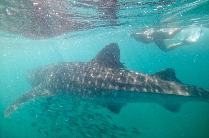 Experiences with whale sharks in La Paz - Value at $149.34: paying for gear, guidance, and a wildlife gamble