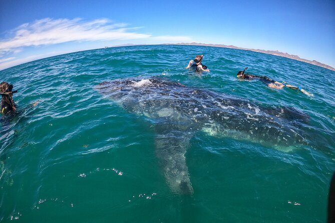 Experiences with whale sharks in La Paz - Getting comfortable on the water: snacks, waves, and motion sickness