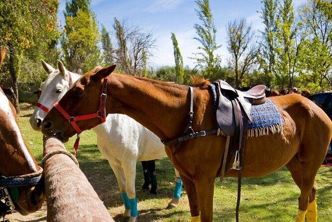 Extreme Horses Adventure with ATV, Ziplines & Cenote - Tequila tasting at Hacienda Reserva Palacios, plus food at the end