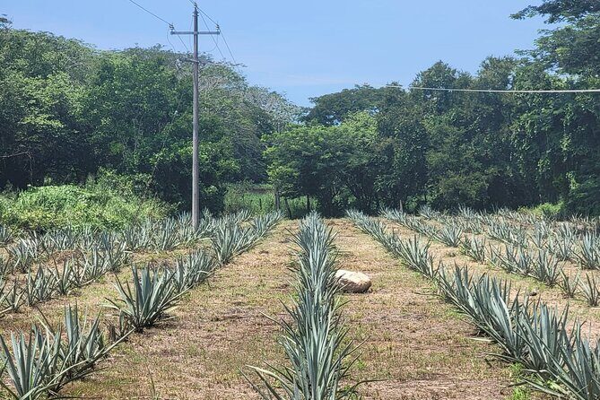 Finca 18 Puerto Vallarta Tequila Tour + Chocolate Pairing - The distillery tour: how the process works from cooked agave to distillation