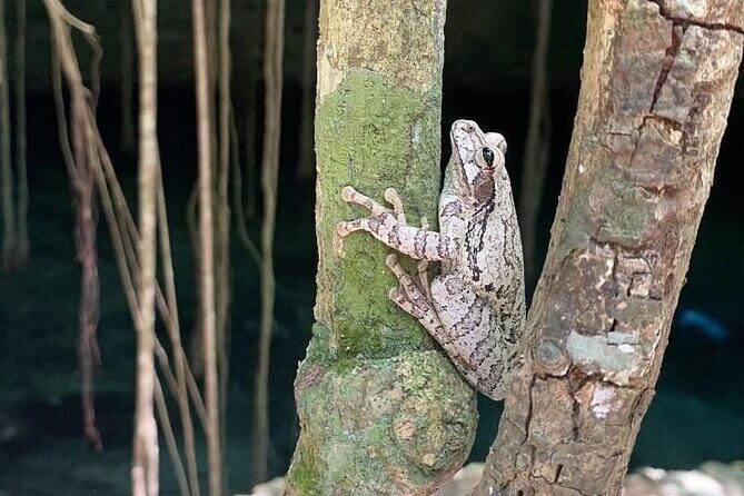Five Cenotes Jungle Experience in the Riviera Maya - Who Should Book This Cenotes Day (And Who Should Skip It)