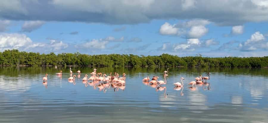 flamingo tour in Rio Lagartos, Yucatan 3 hours - Ría Lagartos: the mangrove maze where flamingos feed