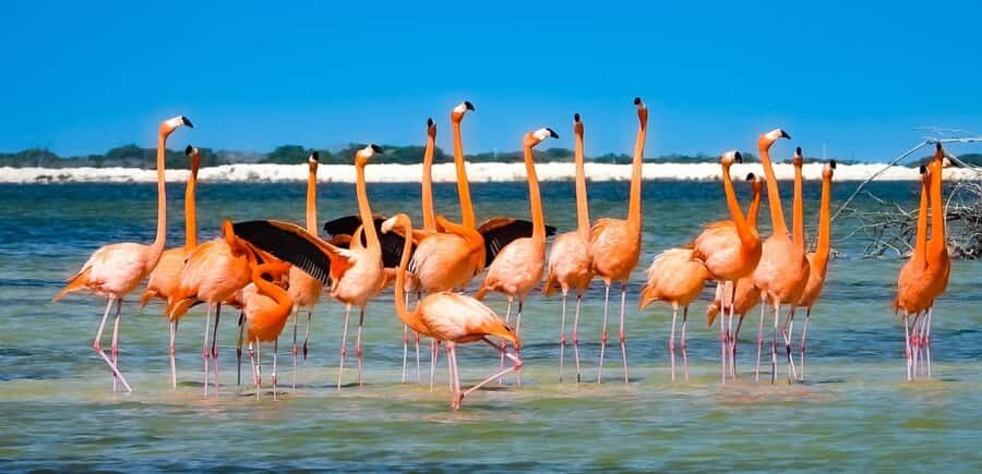 flamingo tour in Rio Lagartos, Yucatan 3 hours - Flamingos in motion: getting better sightings with a good guide