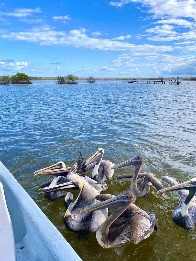 flamingo tour in Rio Lagartos, Yucatan 3 hours - Birding highlights: herons, eagles, pelicans, and the joy of variety