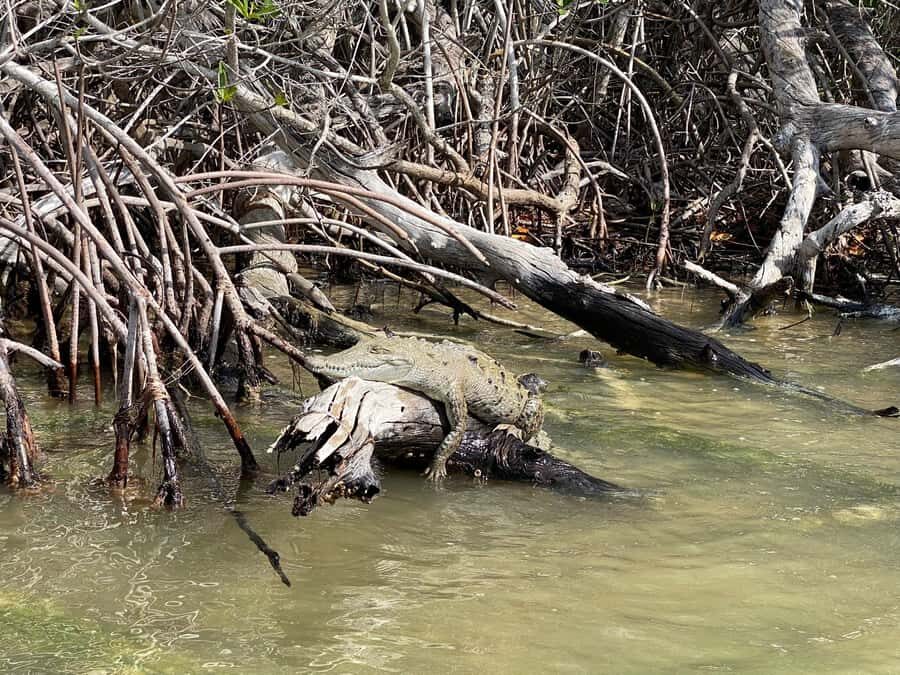 flamingo tour in Rio Lagartos, Yucatan 3 hours - Crocodiles: a real possibility, not a guarantee
