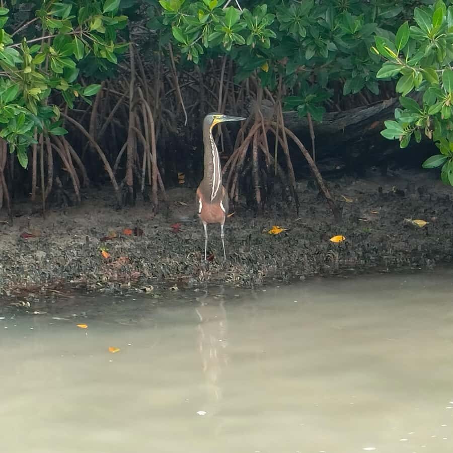 flamingo tour in Rio Lagartos, Yucatan 3 hours - What to bring so the tour feels easy (not stressful)