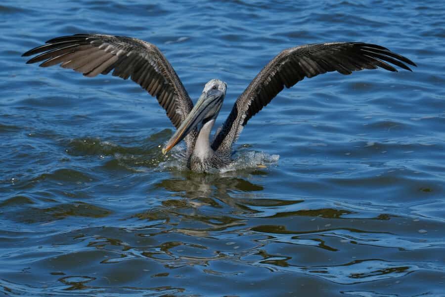 flamingo tour in Rio Lagartos, Yucatan 3 hours - Who this flamingo tour is best for