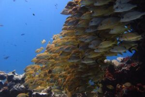 For certified Divers Experience the Under Water Museum and the Manchones Reef - What’s included for certified divers: gear, PADI instructor, and a short class component