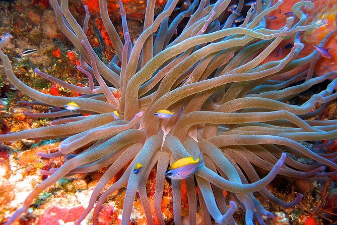 For certified Divers Experience the Under Water Museum and the Manchones Reef - Second stop: Manchones Reef and why the guide’s ecosystem lesson matters