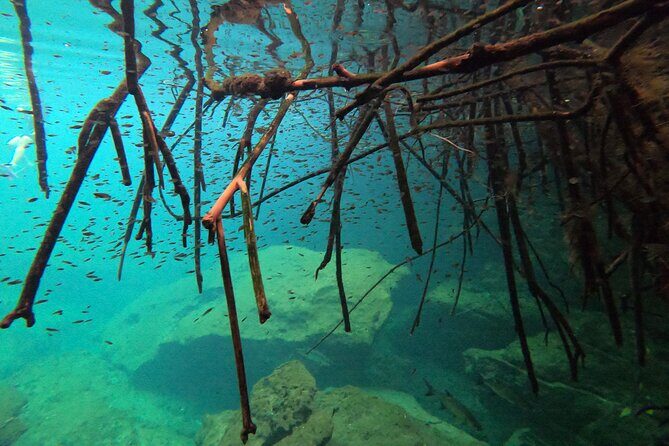 Freediving Intro for Beginners in a Cenote in Tulum Mexico - Why having a patient instructor and video feedback is a game-changer