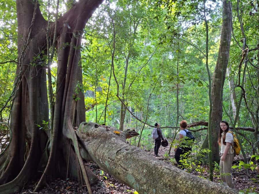 From Bacalar: Calakmul Ruins Expedition & Jungle Trek - From Bacalar pickups to the long drive in air-conditioned comfort