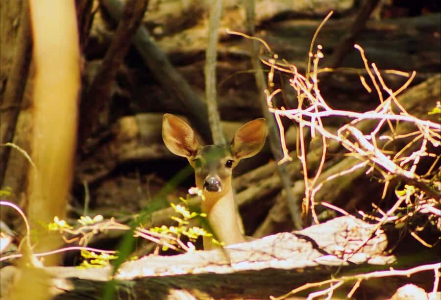 From Bacalar: Calakmul Ruins Expedition & Jungle Trek - Should you book the Bacalar to Calakmul expedition?