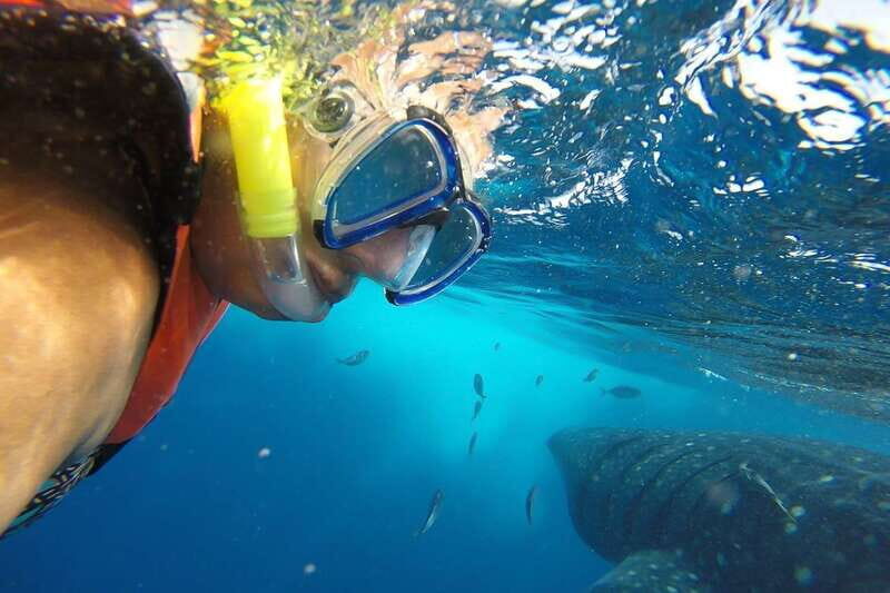 From Cancún: Half-Day Snorkeling with Whale Sharks - Whale Sharks in the Caribbean: Why This Cancun Snorkel Trip Feels Special